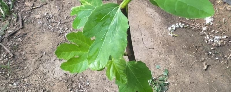 无花果树苗的种植注意事项，种植时要注意控制好生长温度