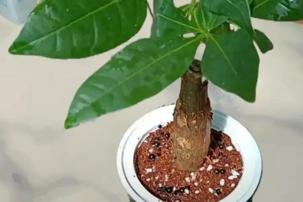 发财树树皮腐烂还能不能活，根系没坏的话可救活