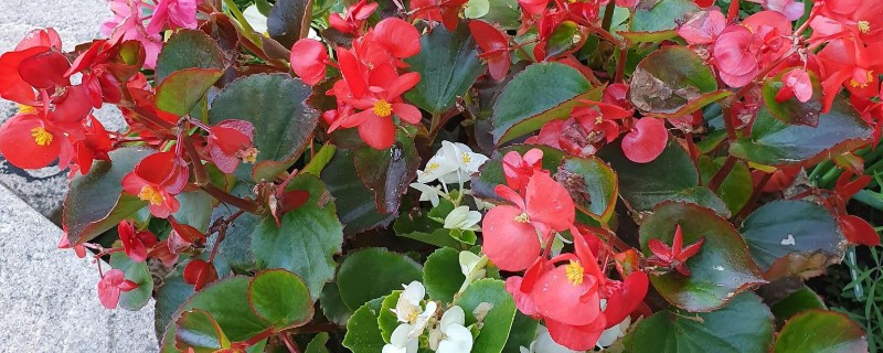 玻璃海棠怎么养殖，生长旺期每隔3-5天浇一次水