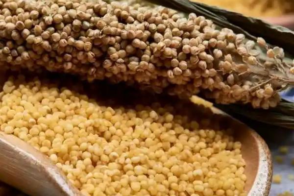 小米的简介，又称为粟米