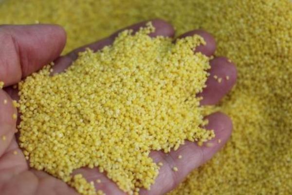 小米的简介，又称为粟米