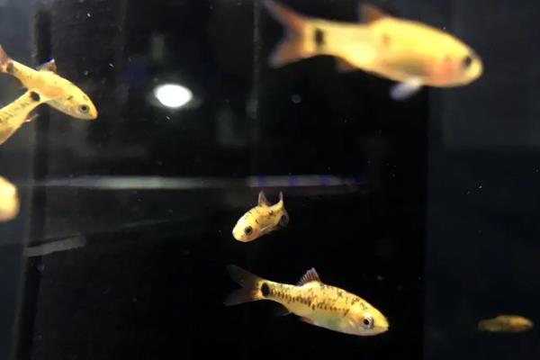 金条鱼好不好养，体质强健养殖难度并不高