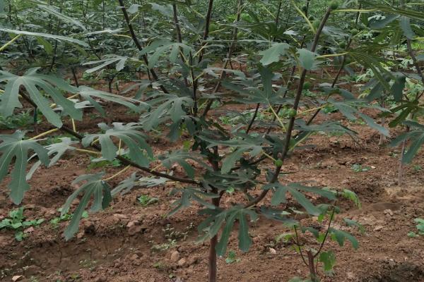 无花果树苗的种植注意事项，种植时要注意控制好生长温度