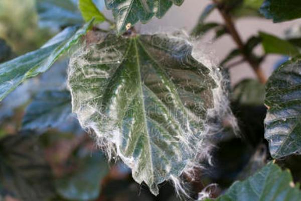 芙蓉花的病虫害及防治方法，常见的有白粉病、红等蜘蛛
