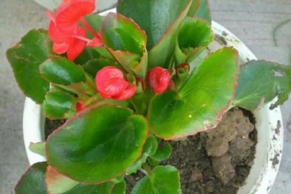 玻璃海棠怎么养殖，生长旺期每隔3-5天浇一次水