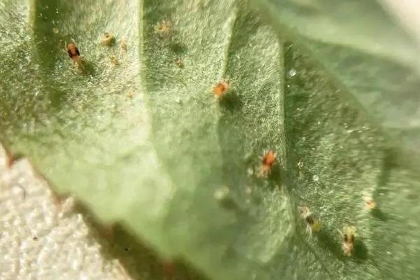 芙蓉花的病虫害及防治方法，常见的有白粉病、红等蜘蛛