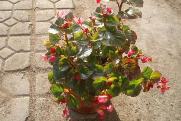 玻璃海棠怎么养殖，生长旺期每隔3-5天浇一次水