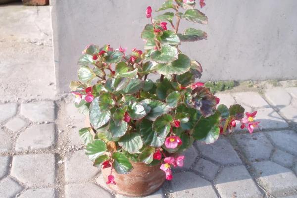 玻璃海棠怎么养殖，生长旺期每隔3-5天浇一次水