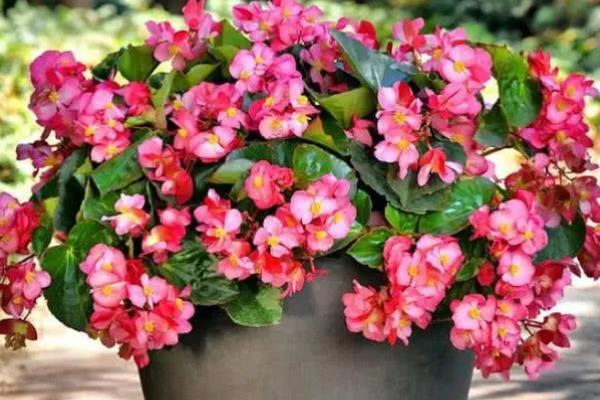 玻璃海棠怎么养殖，生长旺期每隔3-5天浇一次水