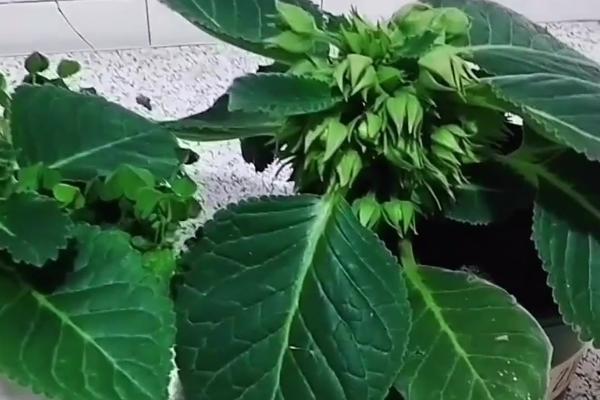 芙蓉花的病虫害及防治方法，常见的有白粉病、红等蜘蛛
