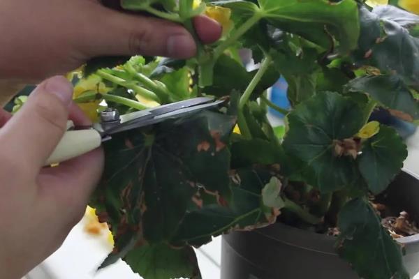 玻璃海棠怎么养殖，生长旺期每隔3-5天浇一次水