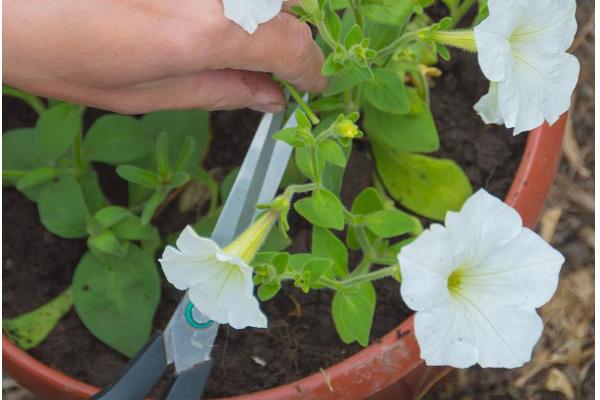 芙蓉花的病虫害及防治方法，常见的有白粉病、红等蜘蛛
