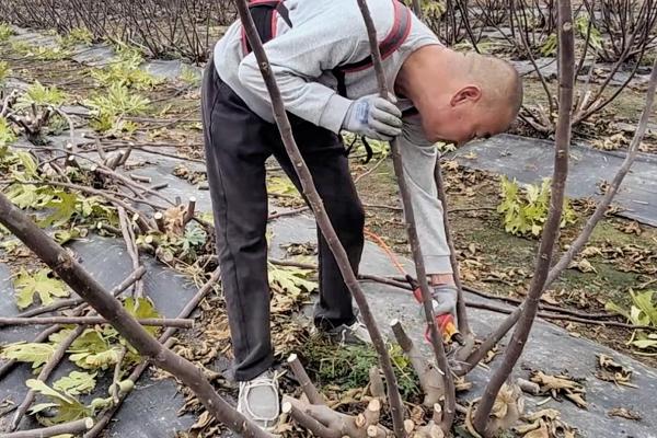 无花果树苗的种植注意事项，种植时要注意控制好生长温度