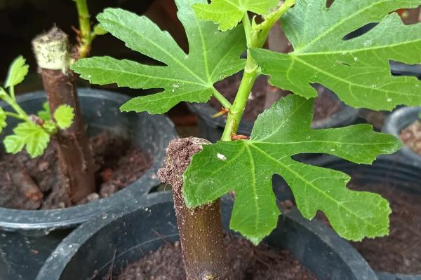 无花果树苗的种植注意事项，种植时要注意控制好生长温度