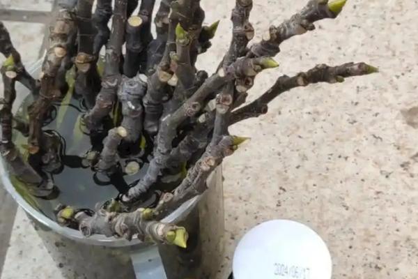 无花果树苗的种植注意事项，种植时要注意控制好生长温度