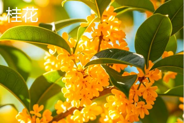 哪种植物具有浓郁的花香味，常见桂花、茉莉花、水仙花等品种