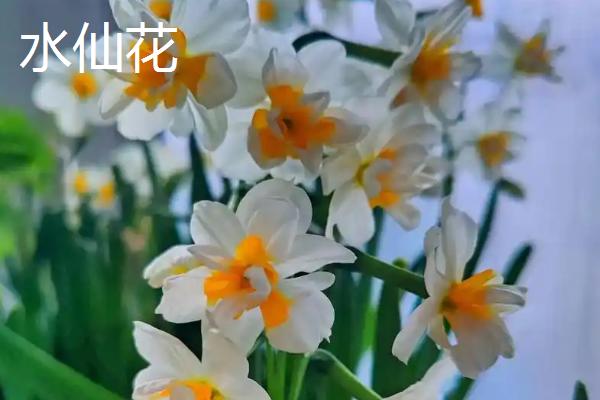 哪种植物具有浓郁的花香味，常见桂花、茉莉花、水仙花等品种