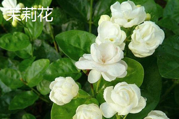 哪种植物具有浓郁的花香味，常见桂花、茉莉花、水仙花等品种