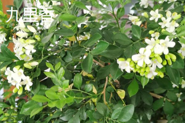 哪种植物具有浓郁的花香味，常见桂花、茉莉花、水仙花等品种