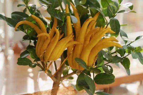 哪种植物具有浓郁的花香味，常见桂花、茉莉花、水仙花等品种