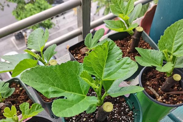 无花果树苗的种植注意事项，种植时要注意控制好生长温度