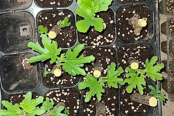 无花果树苗的种植注意事项，种植时要注意控制好生长温度