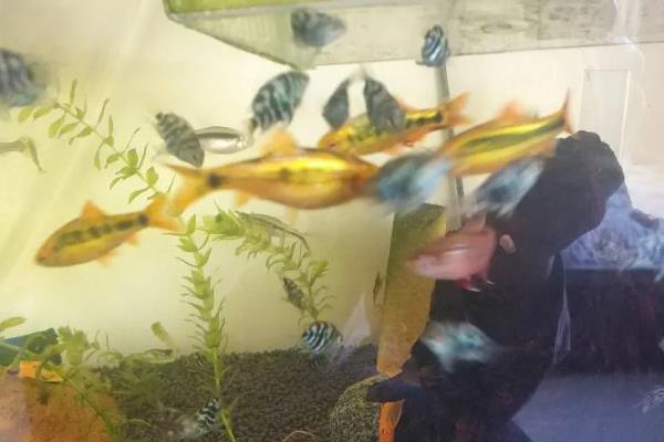 金条鱼好不好养，体质强健养殖难度并不高