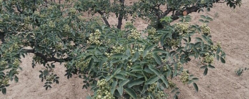 花椒树适合什么时候移栽，主要以3月份、11月份左右为宜
