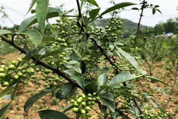 花椒树适合什么时候移栽，主要以3月份、11月份左右为宜