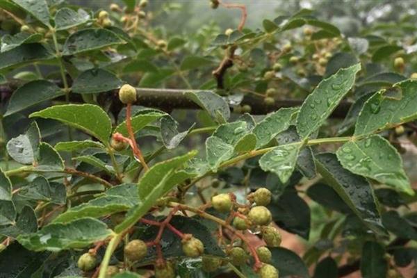 花椒树适合什么时候移栽，主要以3月份、11月份左右为宜