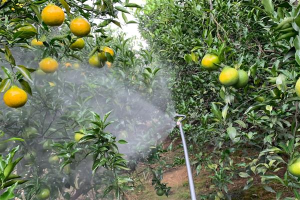 磷酸二氢钾什么时候打，可以在花芽分化期、膨果期打