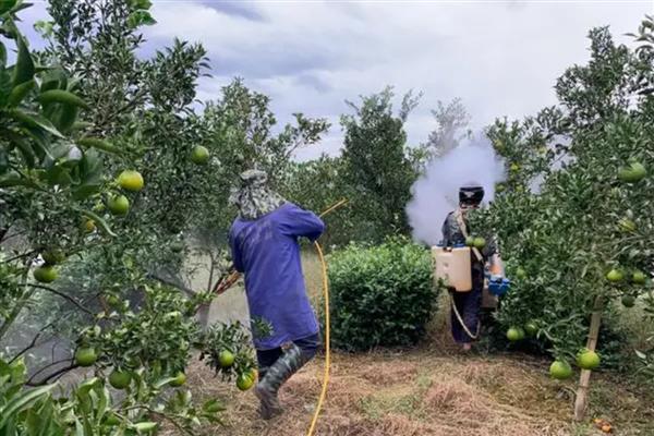 磷酸二氢钾什么时候打，可以在花芽分化期、膨果期打