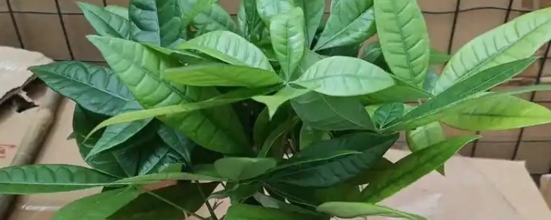 发财树怎么养护，生长期间每隔半个月追肥一次