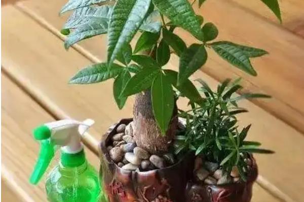 发财树怎么养护，生长期间每隔半个月追肥一次