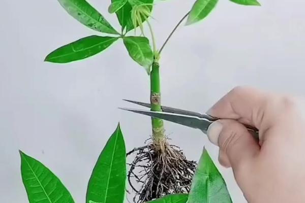 发财树怎么养护，生长期间每隔半个月追肥一次