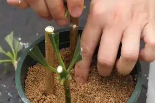 发财树怎么养护，生长期间每隔半个月追肥一次