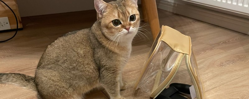 猫咪患上糖尿病的表现，初期表现为食欲愈加旺盛