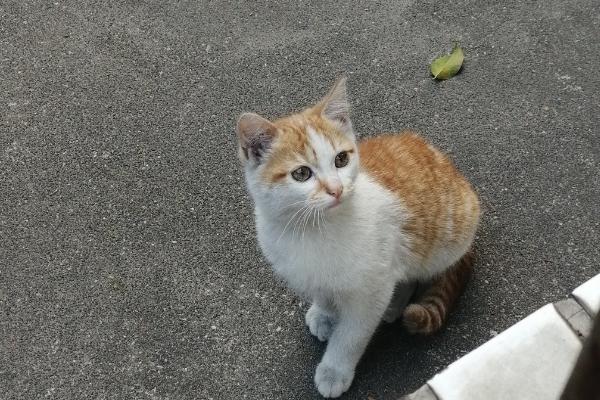 猫咪患上糖尿病的表现，初期表现为食欲愈加旺盛
