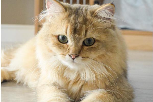 猫咪患上糖尿病的表现，初期表现为食欲愈加旺盛