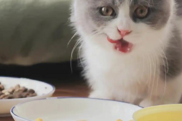 猫咪患上糖尿病的表现，初期表现为食欲愈加旺盛