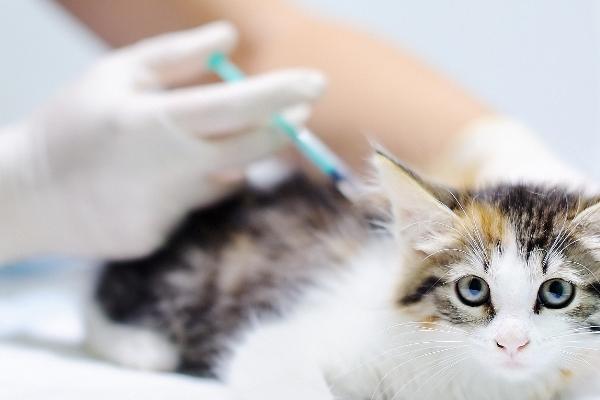 猫咪患上糖尿病的表现，初期表现为食欲愈加旺盛
