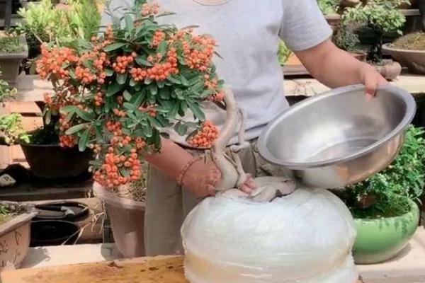 火棘的养殖方法，生长季节定期追施液肥