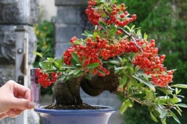 火棘的养殖方法，生长季节定期追施液肥