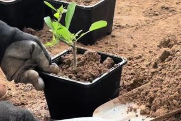 火棘的养殖方法，生长季节定期追施液肥