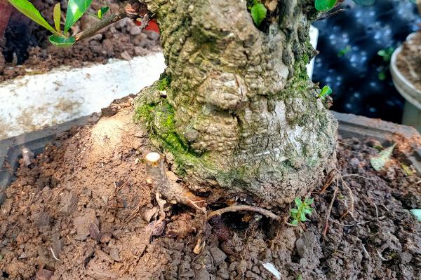 火棘的养殖方法，生长季节定期追施液肥