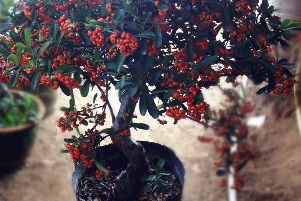 火棘的养殖方法，生长季节定期追施液肥
