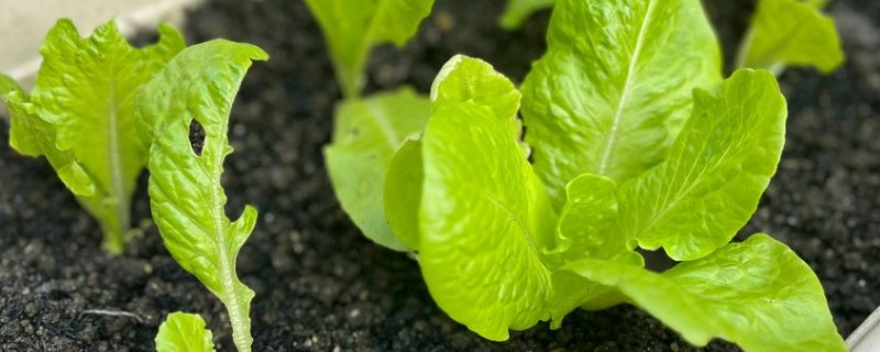 盆栽生菜能再生吗，盆栽生菜是可以再生的