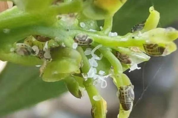 柑橘为什么发生锈病，天气恶劣、虫害、药物刺激等原因都会引起