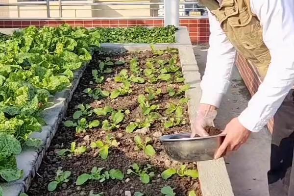 盆栽生菜能再生吗，盆栽生菜是可以再生的
