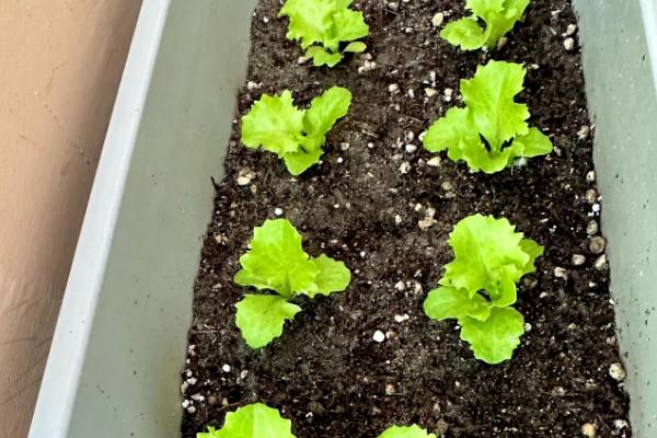 盆栽生菜能再生吗，盆栽生菜是可以再生的